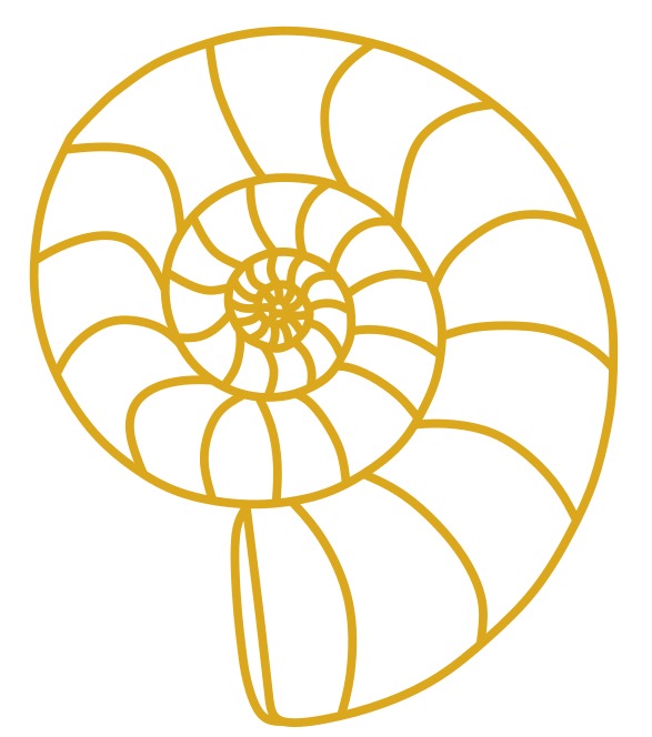 Holistic Centre Ammonite